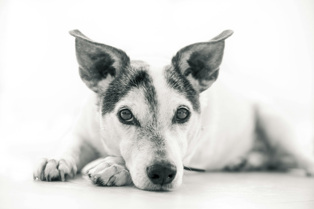 Why orthopaedic dog beds, matter more than you think