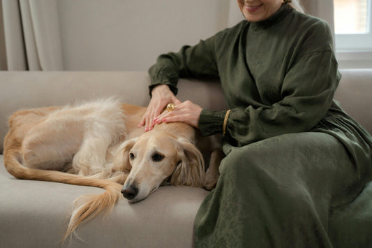 How to Create a Cozy, Sustainable Space for Your Dog at Home